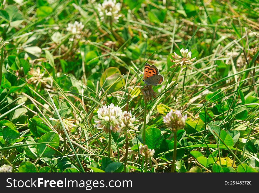 A baby monarch. orange and black butterfly sitting in the grass and weeds,  peaceful,  a butterfly has been a symbol of someone who has passed and when you see one, it is them coming to visit. A baby monarch. orange and black butterfly sitting in the grass and weeds,  peaceful,  a butterfly has been a symbol of someone who has passed and when you see one, it is them coming to visit