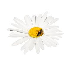 Honey Bee Collecting Nectar On A Flower Stock Photography Honey Bee Collecting Nectar On A Flower Stock Photography