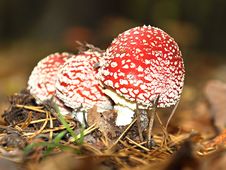 Toadstool Stock Photo Toadstool Stock Photo
