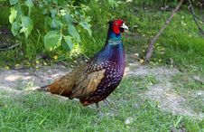 Pheasant Cock Stock Photo