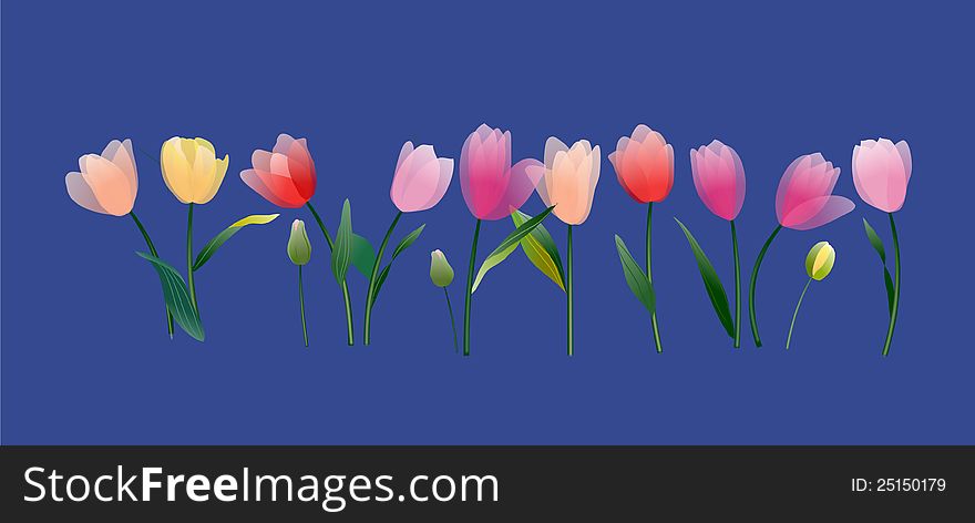 Tulips