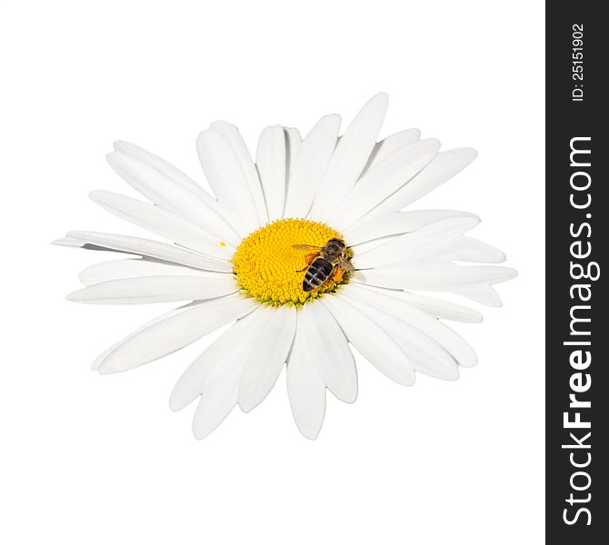 Honey bee collecting nectar on a flower - isolated on white background