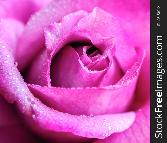 Beautiful pink Rose with drops of dew close up. Beautiful pink Rose with drops of dew close up
