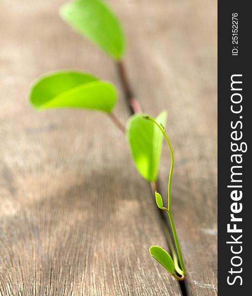 Fragile green plant emerging through wooden stacks