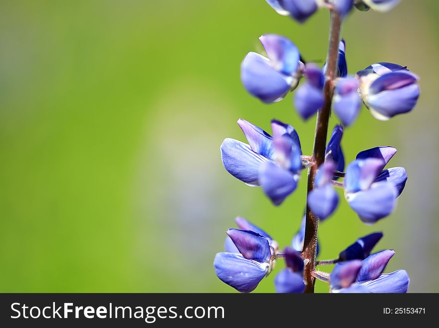 Closeup of blue lupine on nice green background with free space for text. Closeup of blue lupine on nice green background with free space for text