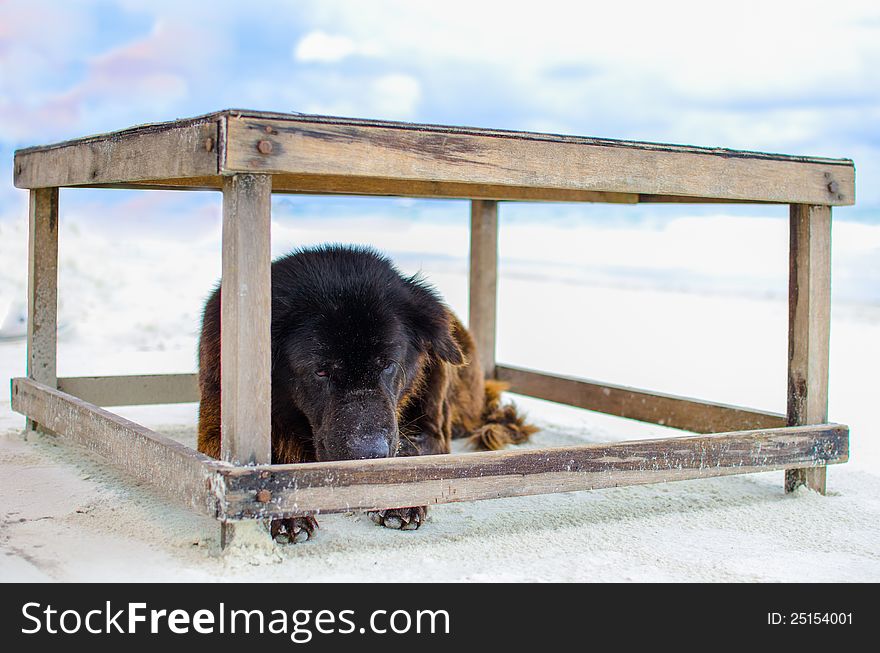 The dog resting in the Samed island beach, Rayong, Thailand. The dog resting in the Samed island beach, Rayong, Thailand