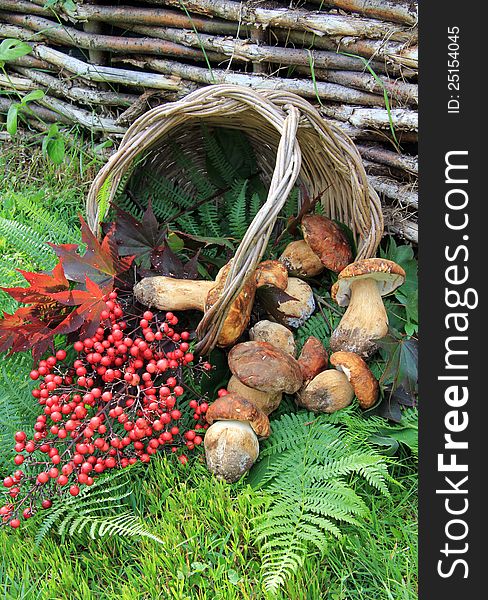 Wicker basket with mushrooms . Composition with fern and berries