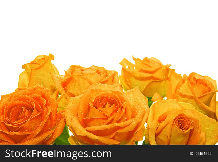 Bouquet of  yellow roses. Isolated against a white background. Bouquet of  yellow roses. Isolated against a white background.