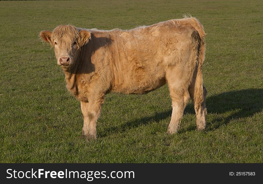 A Cow in Farm, Scotland Highlands.
. A Cow in Farm, Scotland Highlands.