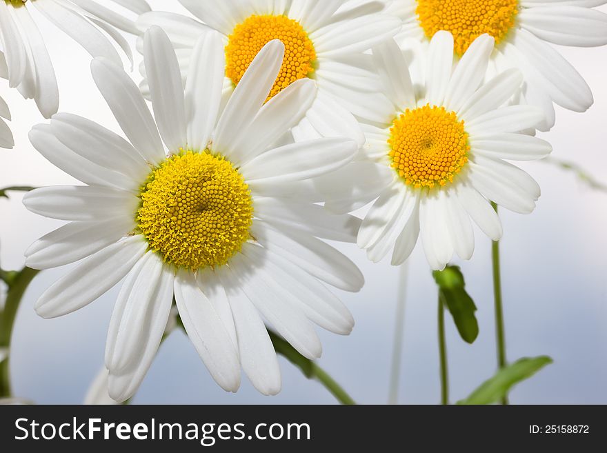 Macro shot of wild camomile on a blue sky background