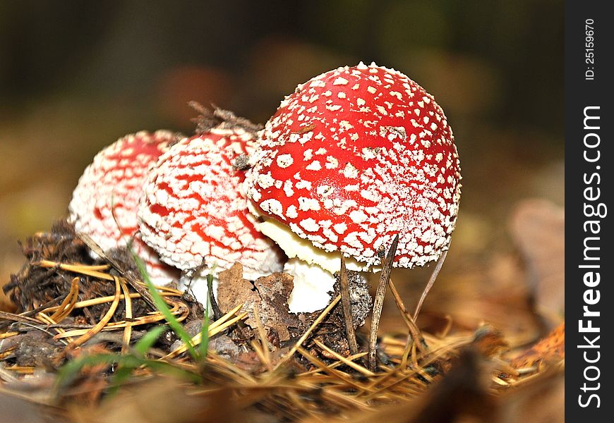 Red Fungi - toadstool in a forest