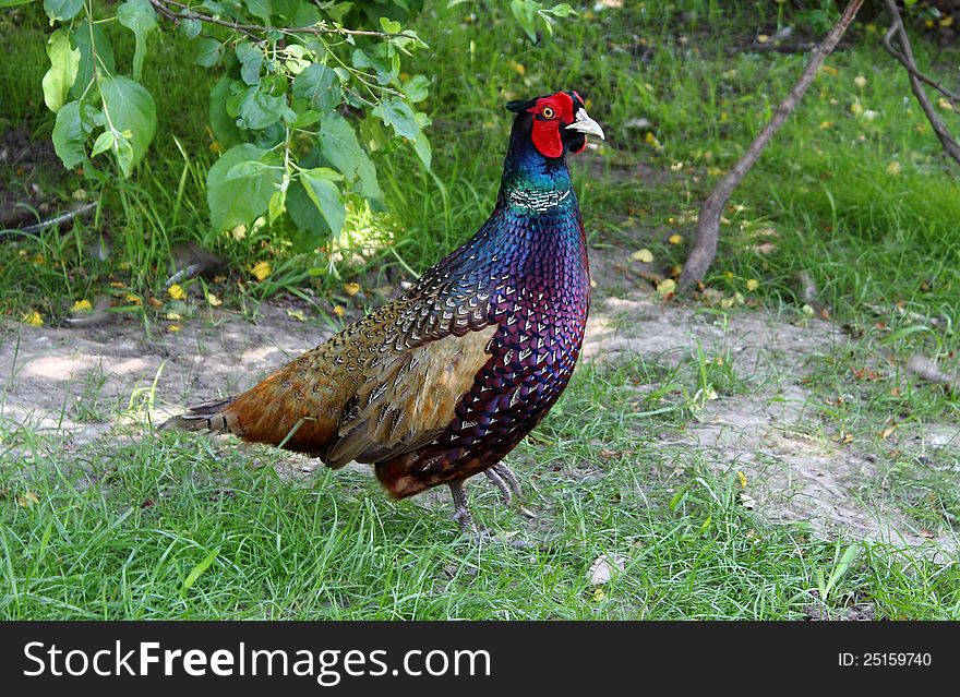Pheasant cock