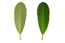 Front Back Side Of Plumeria Leaf Stock Image Front Back Side Of Plumeria Leaf Stock Image