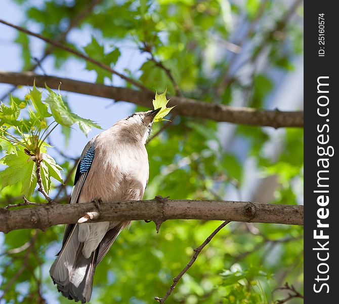 Jay bird perched on a maple tree with leaf in the beak