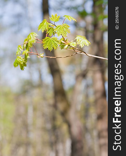 Fresh spring leaves on branch of maple in the morning