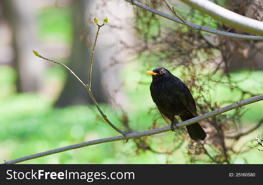 European starling bird on tree