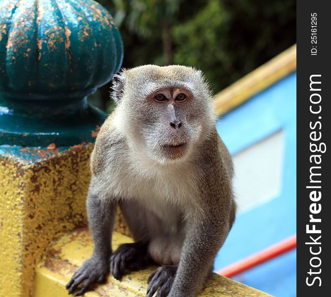 A small macaque monkey in penang malaysia