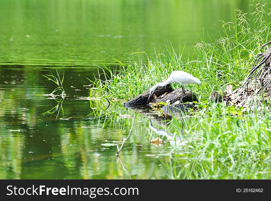 Egret are looking to catch and eat fish. Egret are looking to catch and eat fish.