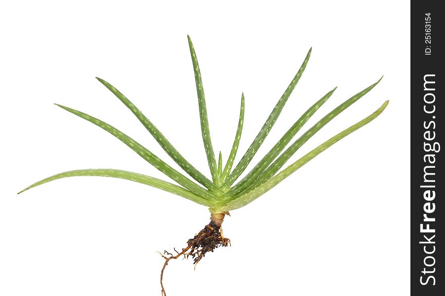 Aloe vera with root isolated on white background