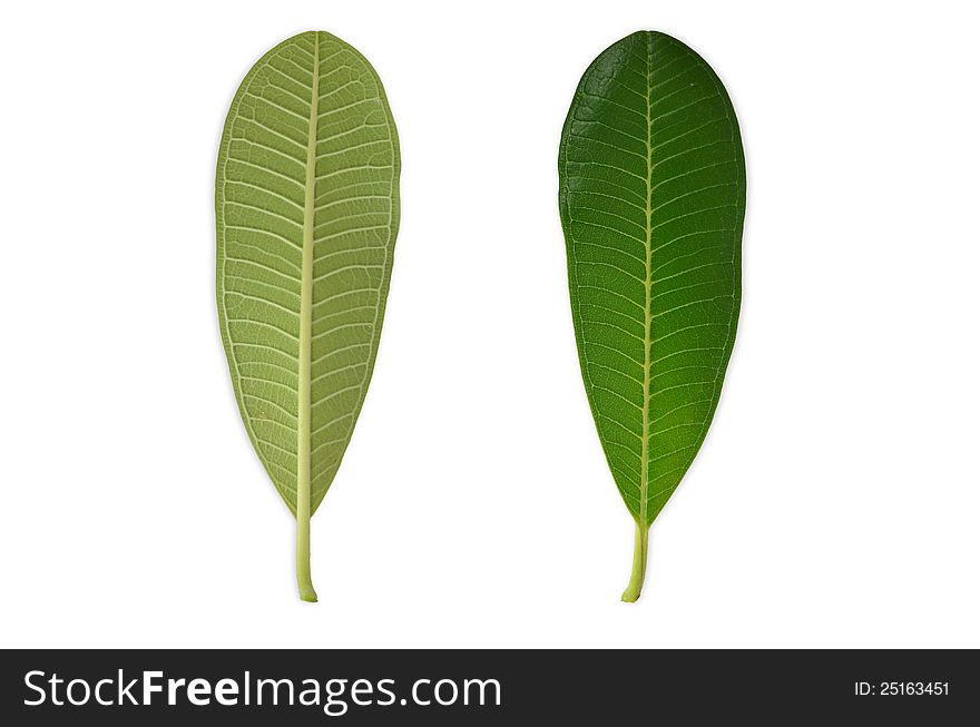 Ront back side of plumeria leaf isolate on white background. Ront back side of plumeria leaf isolate on white background