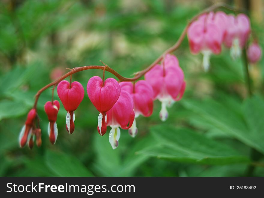 Calceolaria herbeohybrida flowersï¼Œnatural bunch