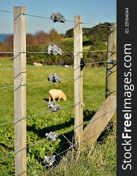 Fence tensioners on a farm fence with sheep in the background.