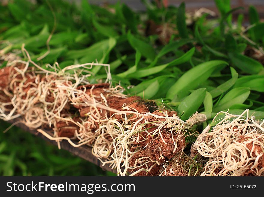 Group of prepared young orchid plant