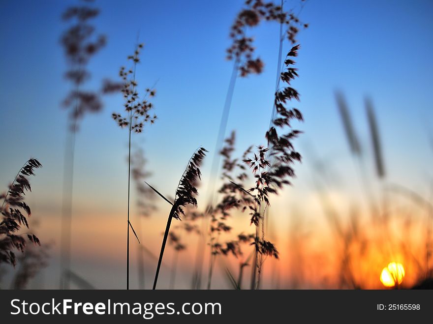 Flower grass, backlight at sunset