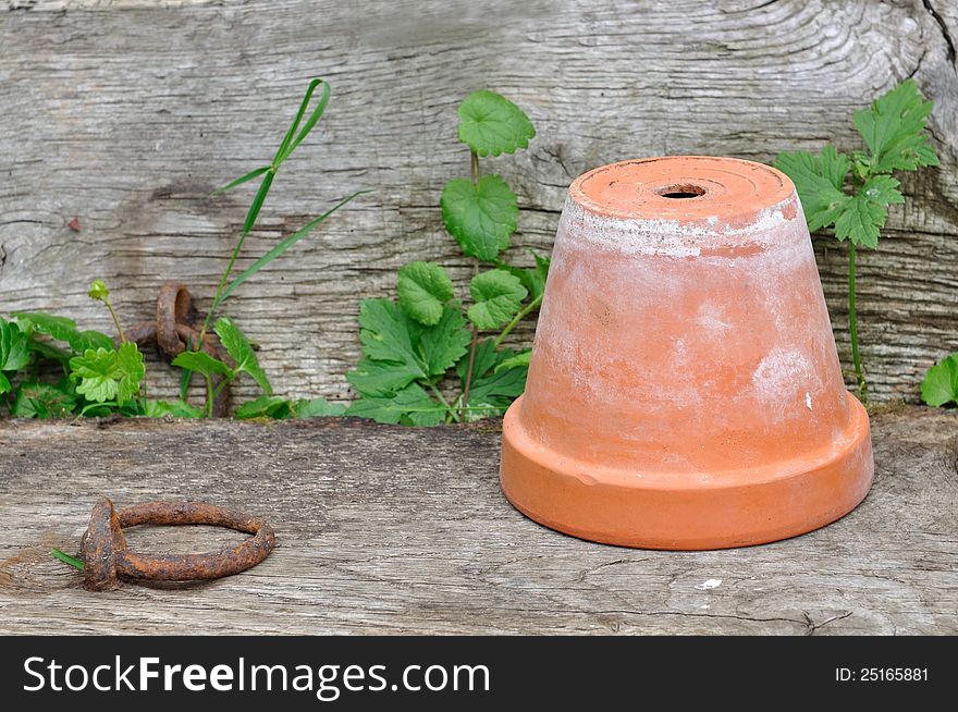 Terracotta pot back on old wooden board overgrown. Terracotta pot back on old wooden board overgrown