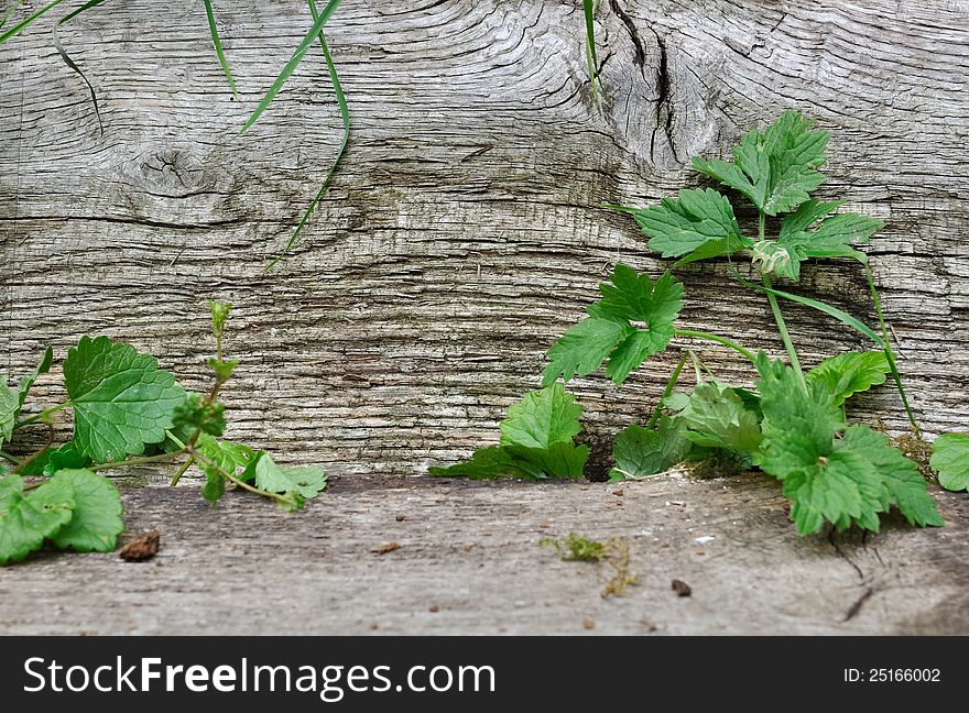 Vegetation Between Two Wooden Boards