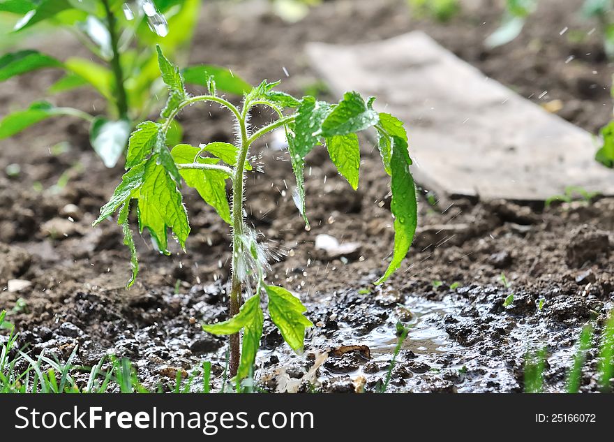 Sprinkling a tomato plant wetting the soil