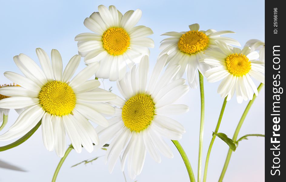 Macro shot of wild camomile on a blue sky background