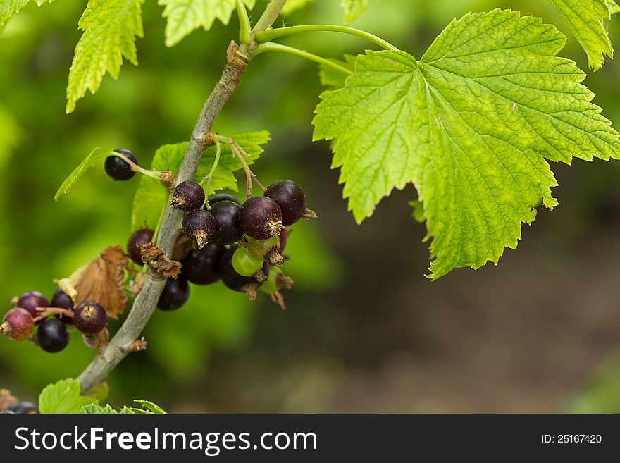 The ripened black currant on a branch with leaf