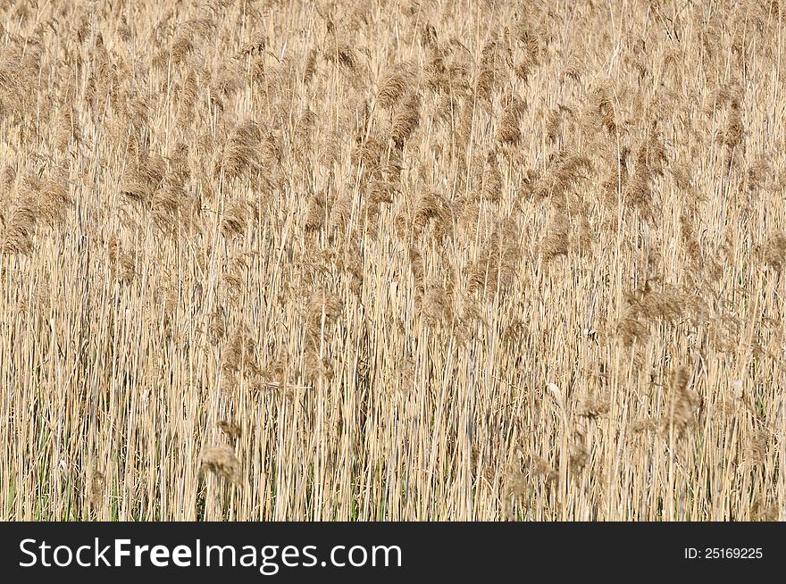 Plenty of common reed (phragmites) growing in the wetland. Plenty of common reed (phragmites) growing in the wetland