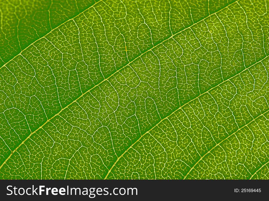 Beautiful closeup plant texture background. Cherry leaf