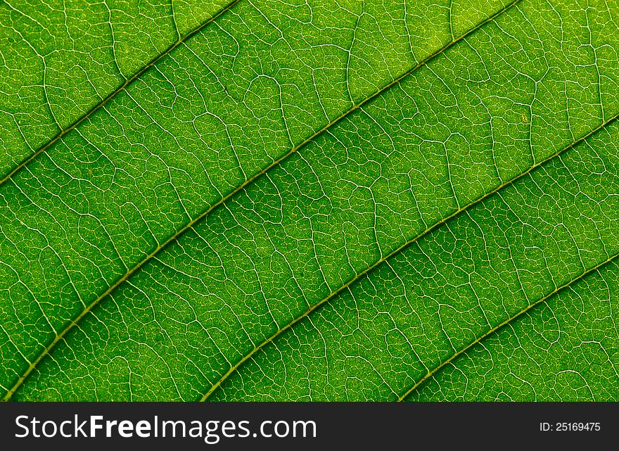 Beautiful closeup plant texture background. Maple leaf