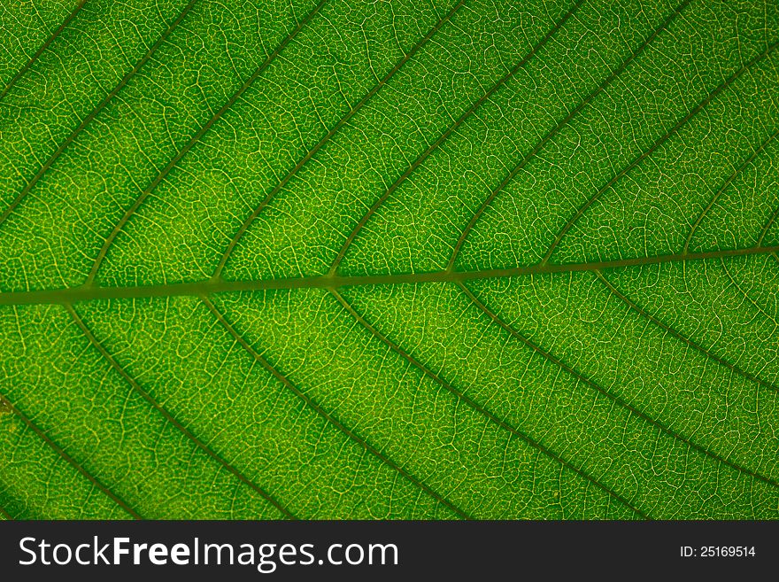 Beautiful closeup plant texture background. Maple leaf