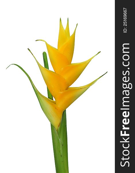 Beautiful Heliconia Flower Blooming In Vivid Color