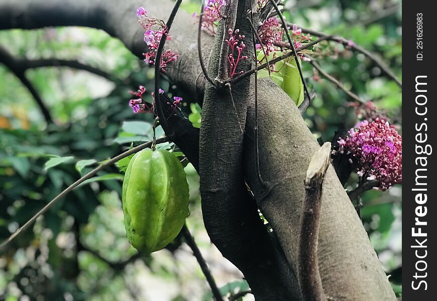 kabaranga fruit and flowers sri lanka