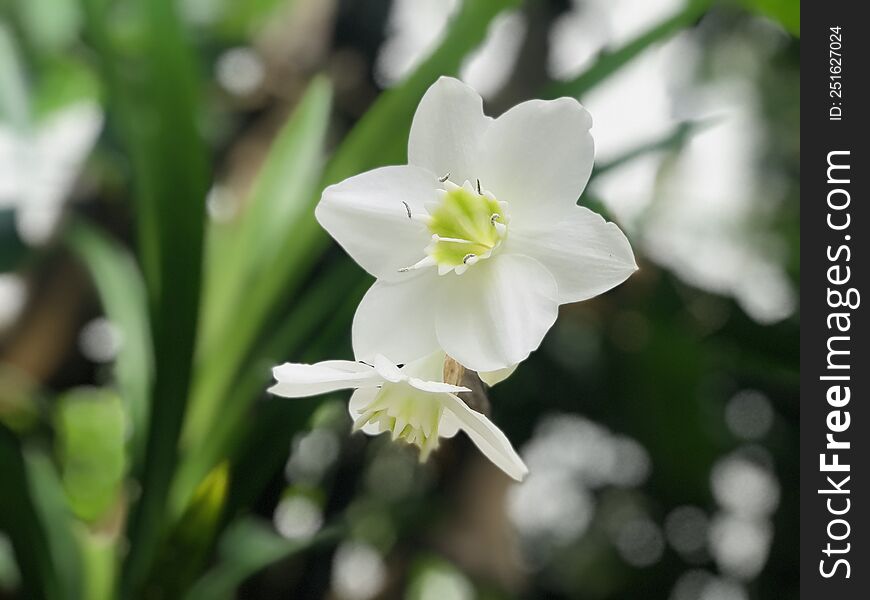 Sri Lankan Wilde  White Lily