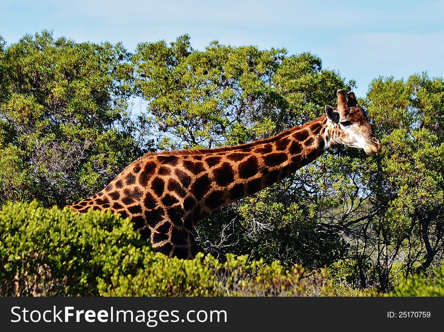 Giraffe standing in finebos at a game reserve
