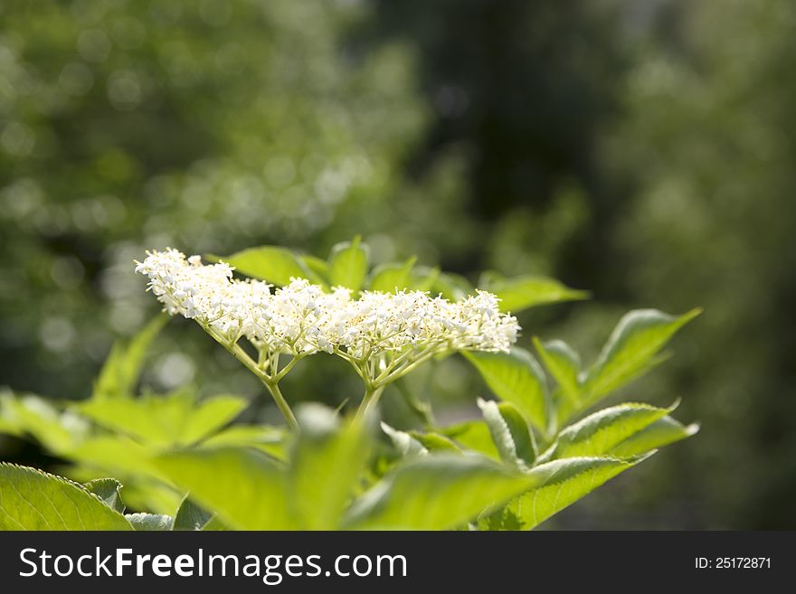 Image of a white flower in bloom