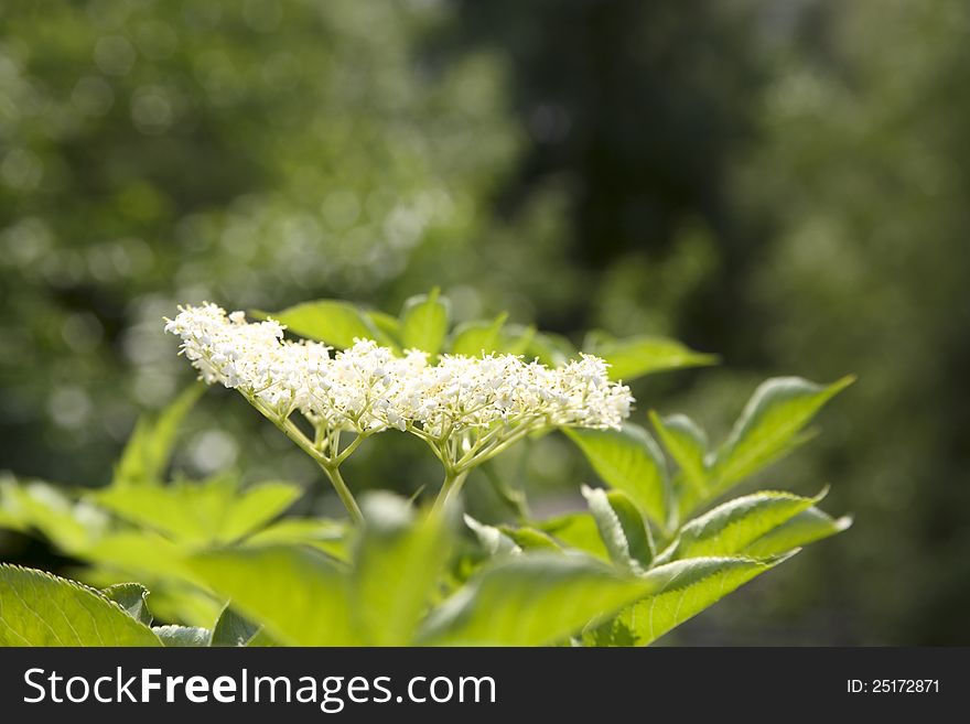 Flower in bloom