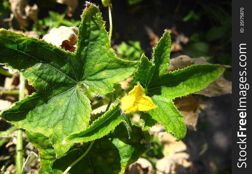 Flower Of A Cucumber With Leaves