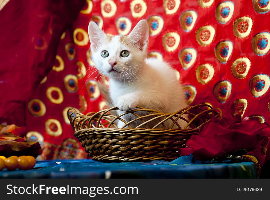 Sad little kitty in a basket