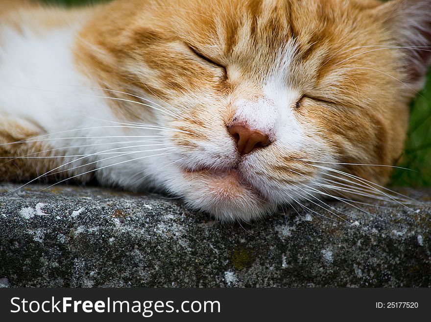 A red cat that sleeps calm and relaxed. A red cat that sleeps calm and relaxed