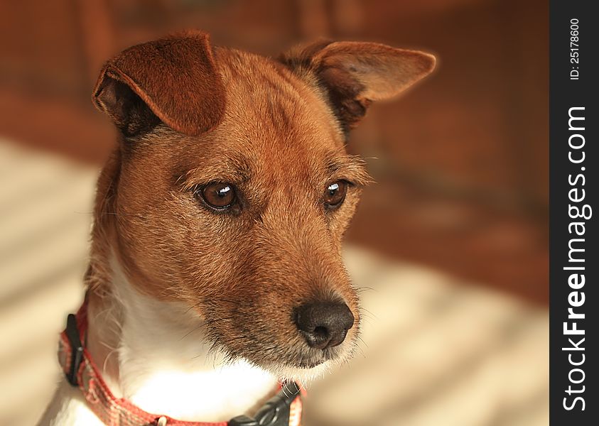 Dog, Jack Russell/Fox Terrier Cross