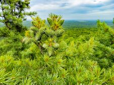 Cedar With Green Cones On The Branches. Nature Protection Zone Near Khabarovsk In The Khekhtsir Nature Reserve. The Snake Hill Is Stock Images