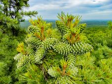 Cedar With Green Cones On The Branches. Nature Protection Zone Near Khabarovsk In The Khekhtsir Nature Reserve. The Snake Hill Is Royalty Free Stock Images