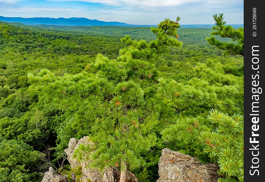 Cedar with green cones on the branches. Nature protection zone near Khabarovsk in the Khekhtsir Nature Reserve. The Snake Hill is a favorite place for tourists to take pictures. The photo was taken from a drone.